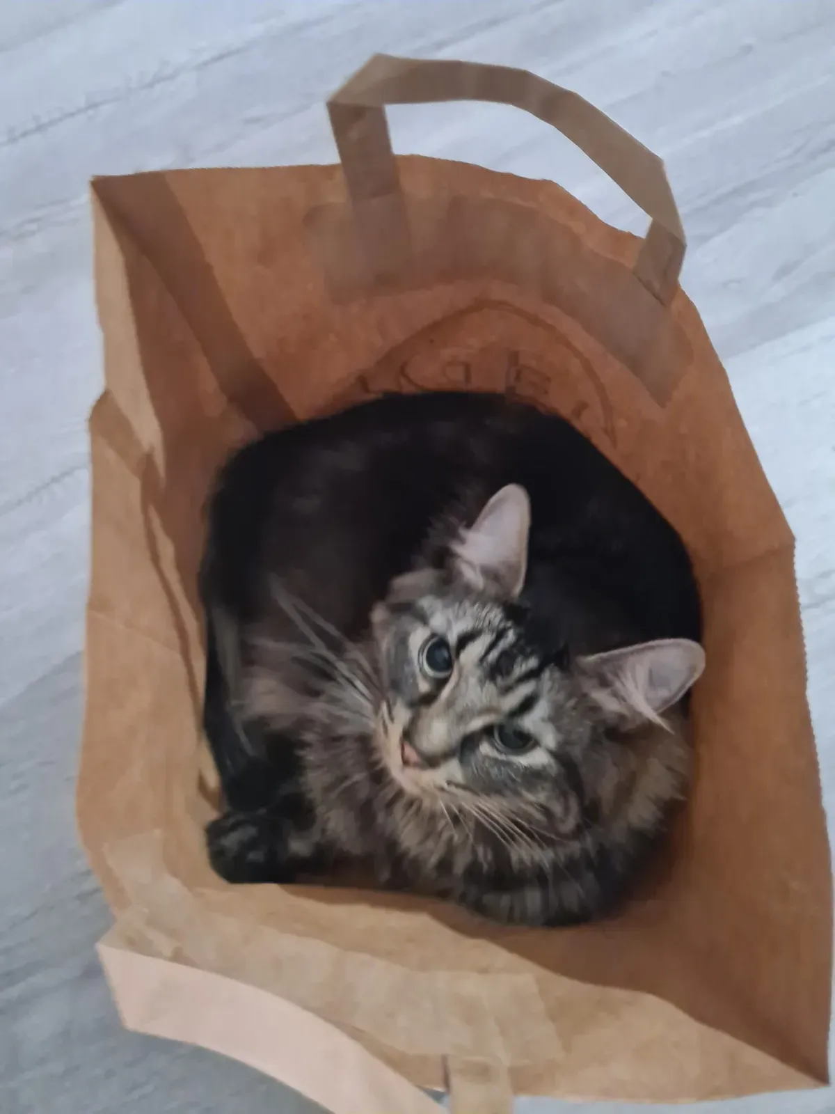 Junge Maine Coon Katze steckt in einer Einkaufstüte und schaut lustig