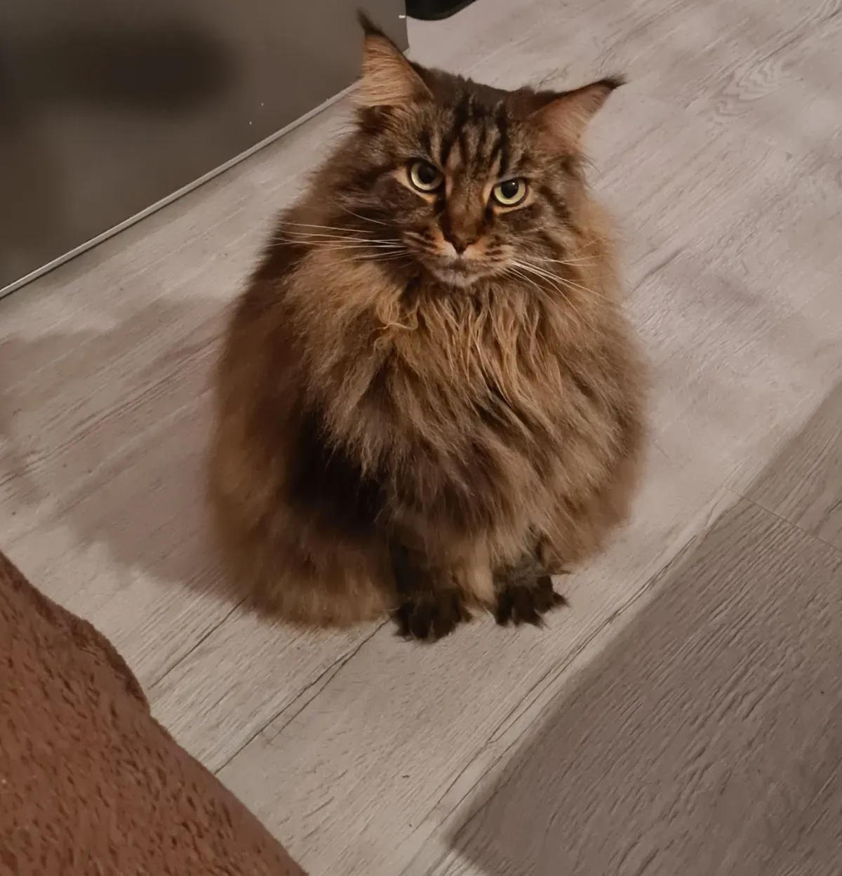 Maine-Coon-Katze liegt auf einer Decke auf dem Boden und schaut grimmig