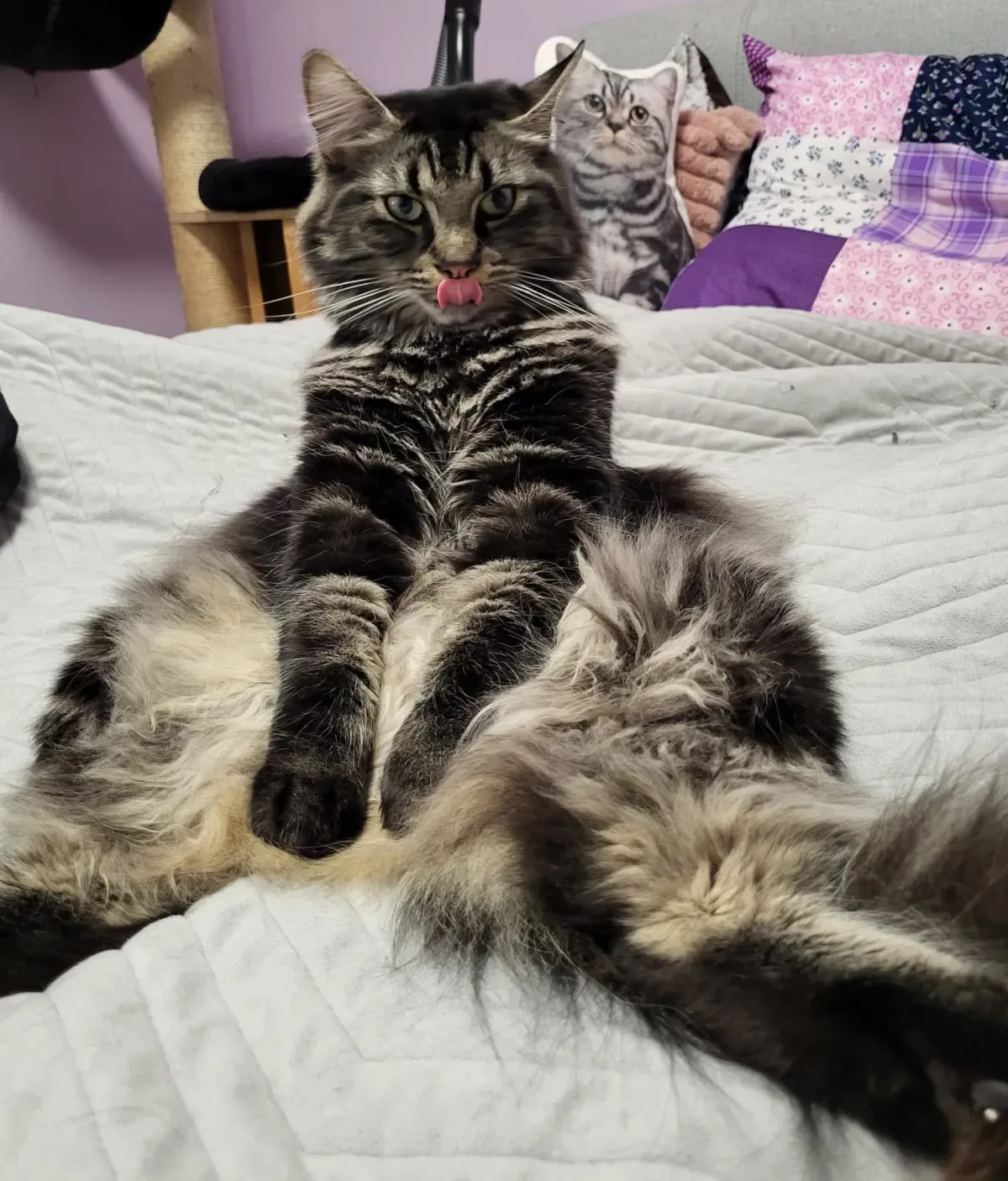 Maine-Coon-Katze liegt mit ausgestreckten Beinen auf dem Bett