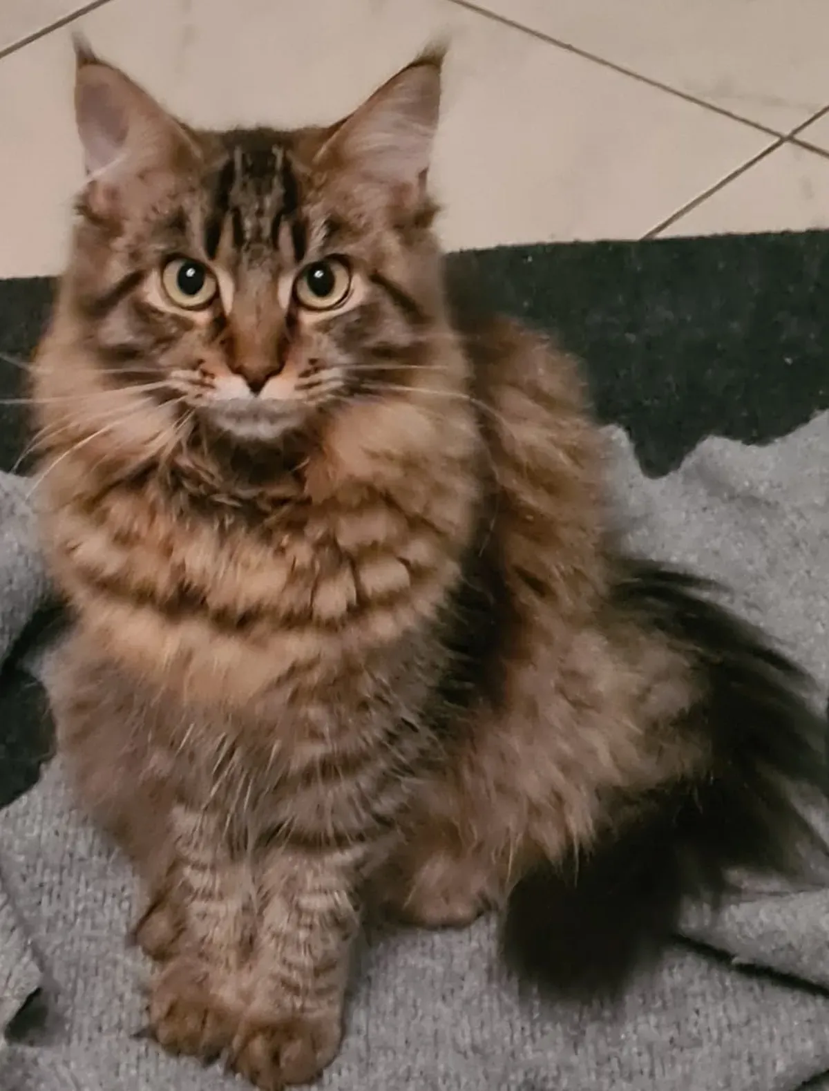 Maine-Coon-Katze sitzt auf einer Decke auf dem Boden und frisst