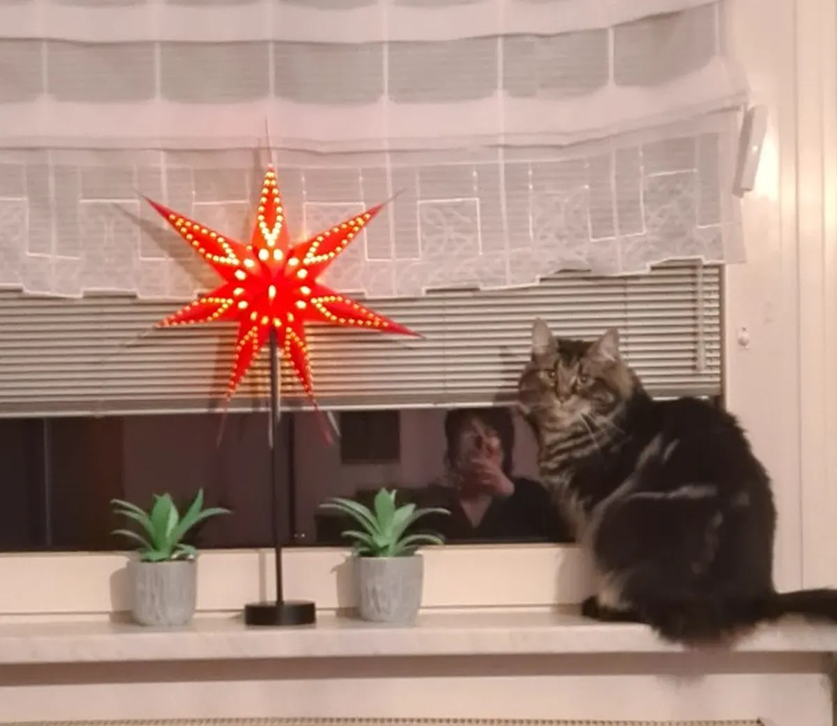 Maine-Coon-Katze sitzt auf der Fensterbank neben einem Weihnachtsstern