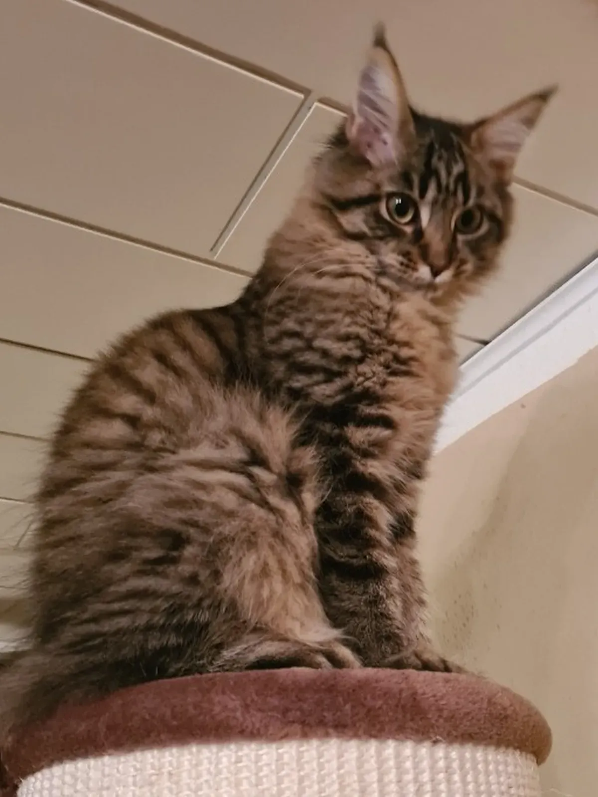 Maine-Coon-Katze sitzt ganz oben an ihrem Lieblingsplatz