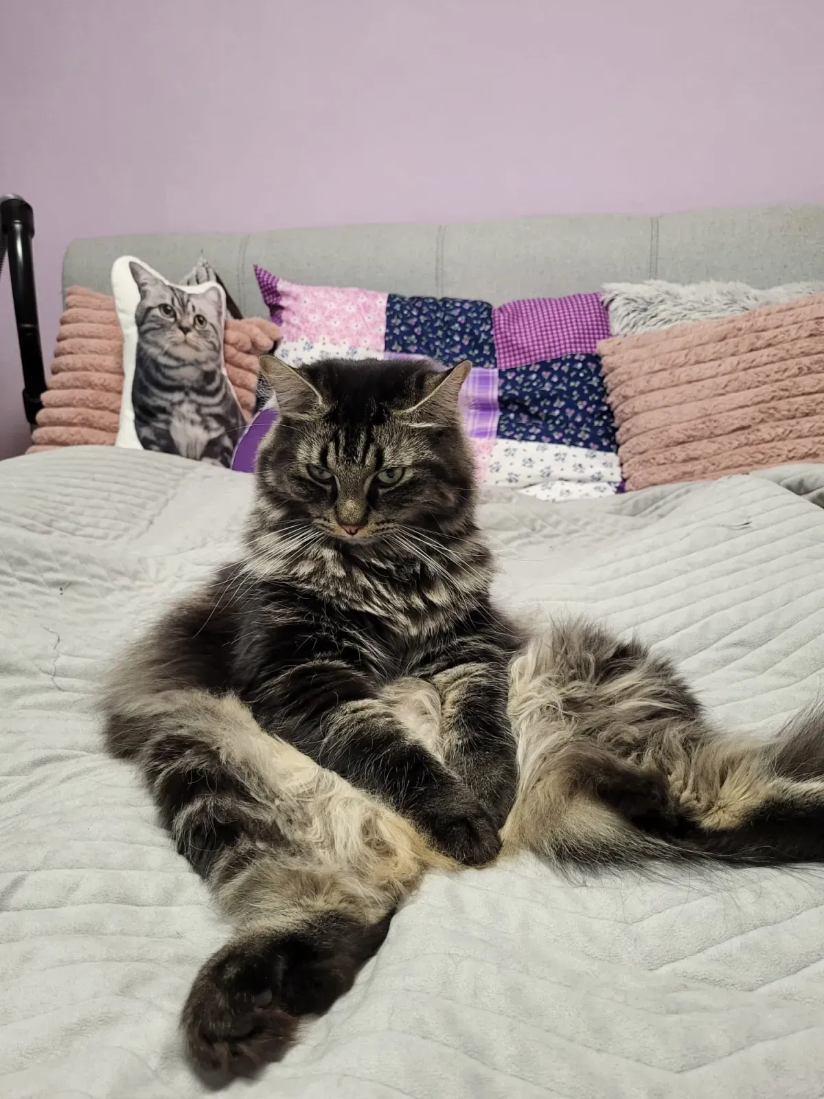 Maine-Coon-Katze liegt im Bett mit ausgestreckten Beinen und sieht lustig enttäuscht aus