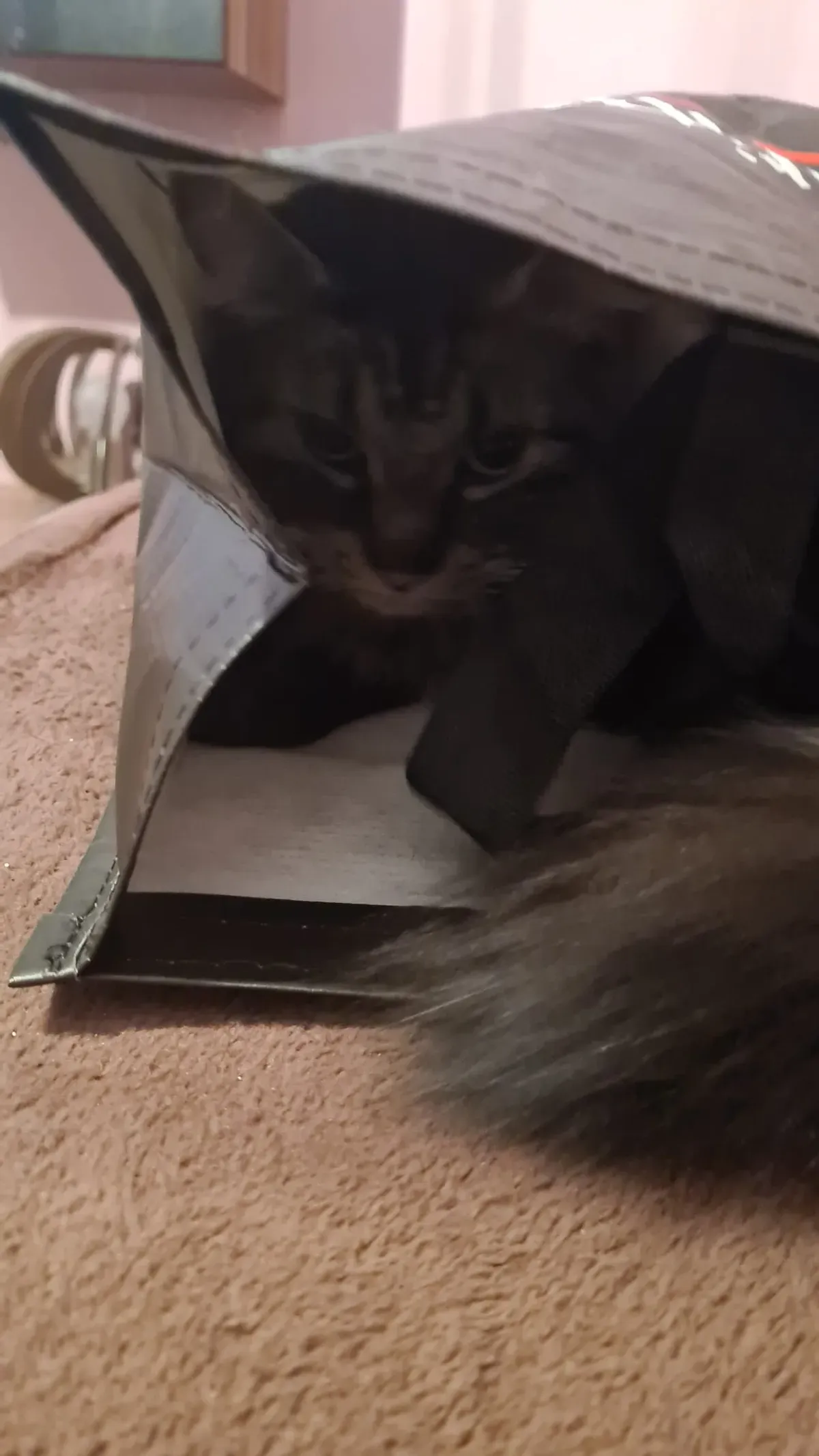 Maine-Coon-Katze versteckt sich in einer Einkaufstasche