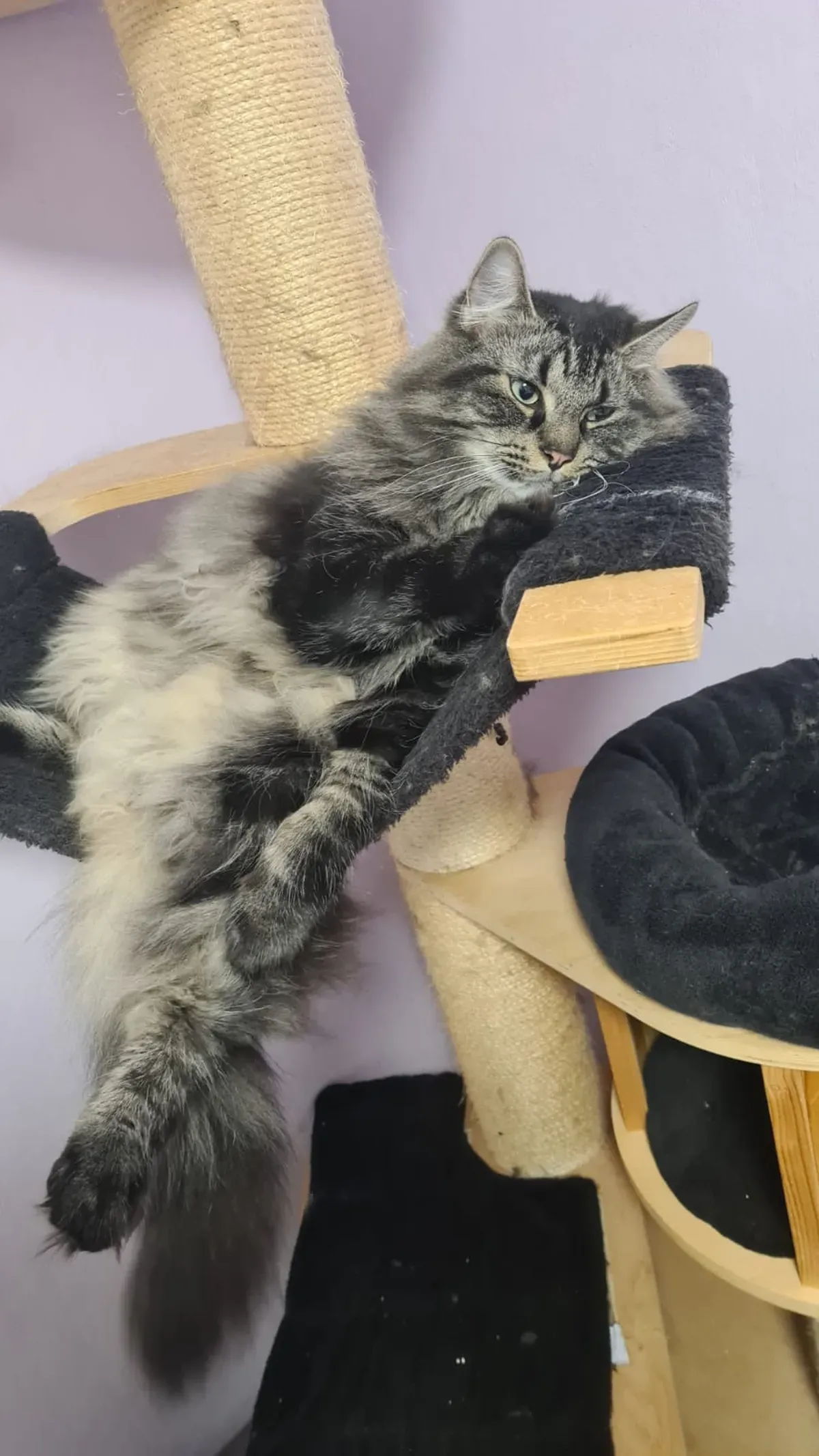 Maine-Coon-Katze döst an ihrem Lieblingsplatz