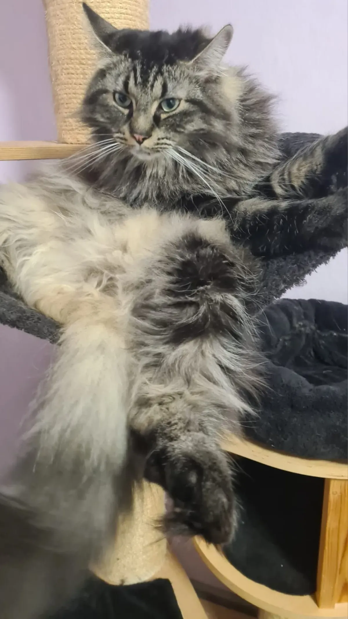 Maine-Coon-Katze sitzt an ihrem Lieblingsplatz und schaut neugierig