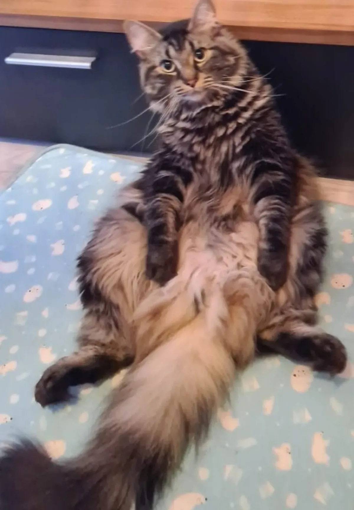 Maine-Coon-Katze liegt lustig auf dem Bett