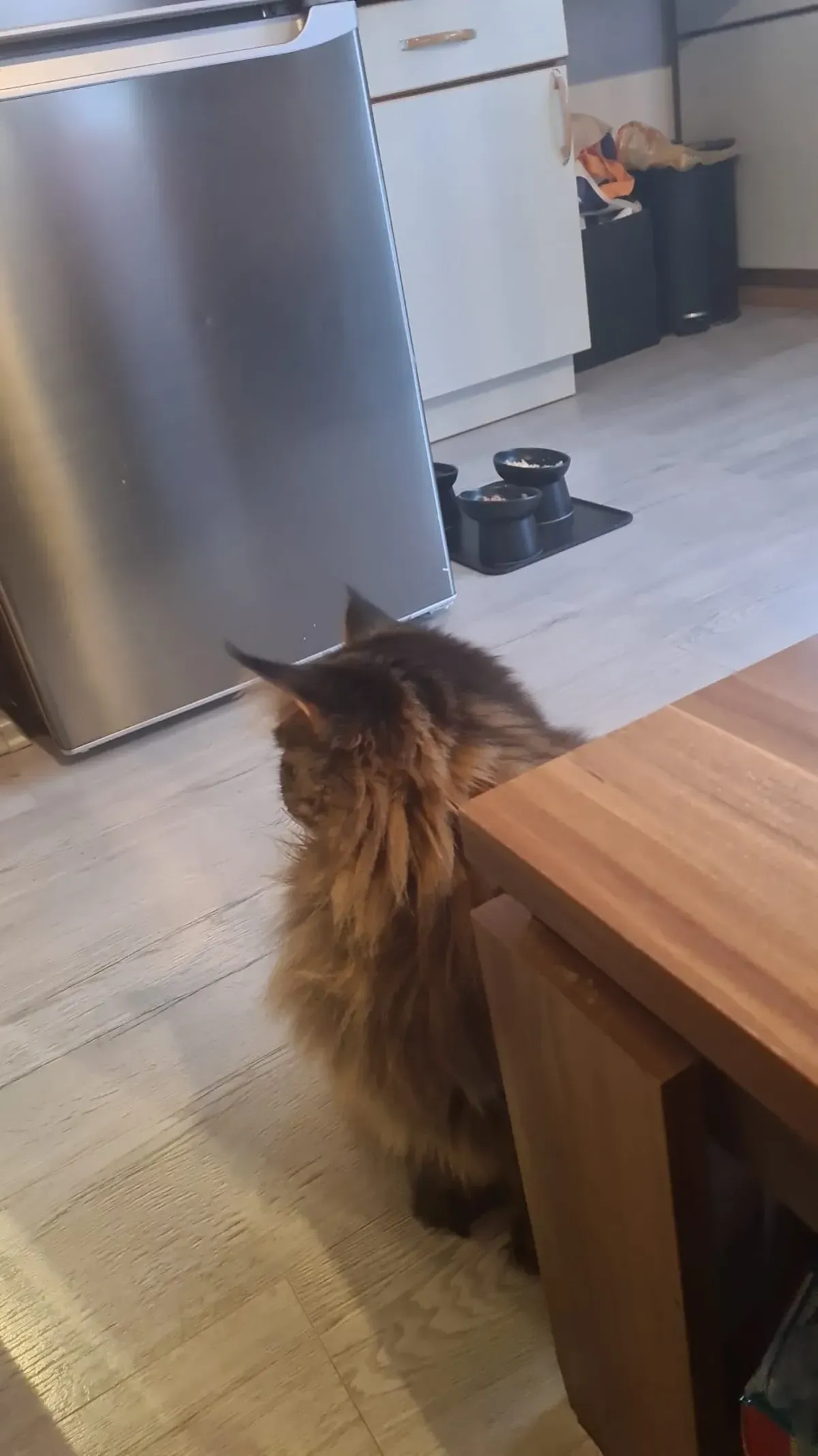 Maine-Coon-Katze sitzt neben dem Tisch mit einem Spielzeug