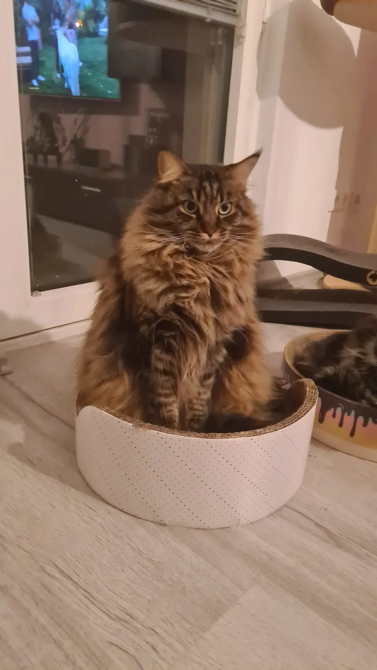 Maine-Coon-Katze sitzt in ihrem neuen Sitzkorb