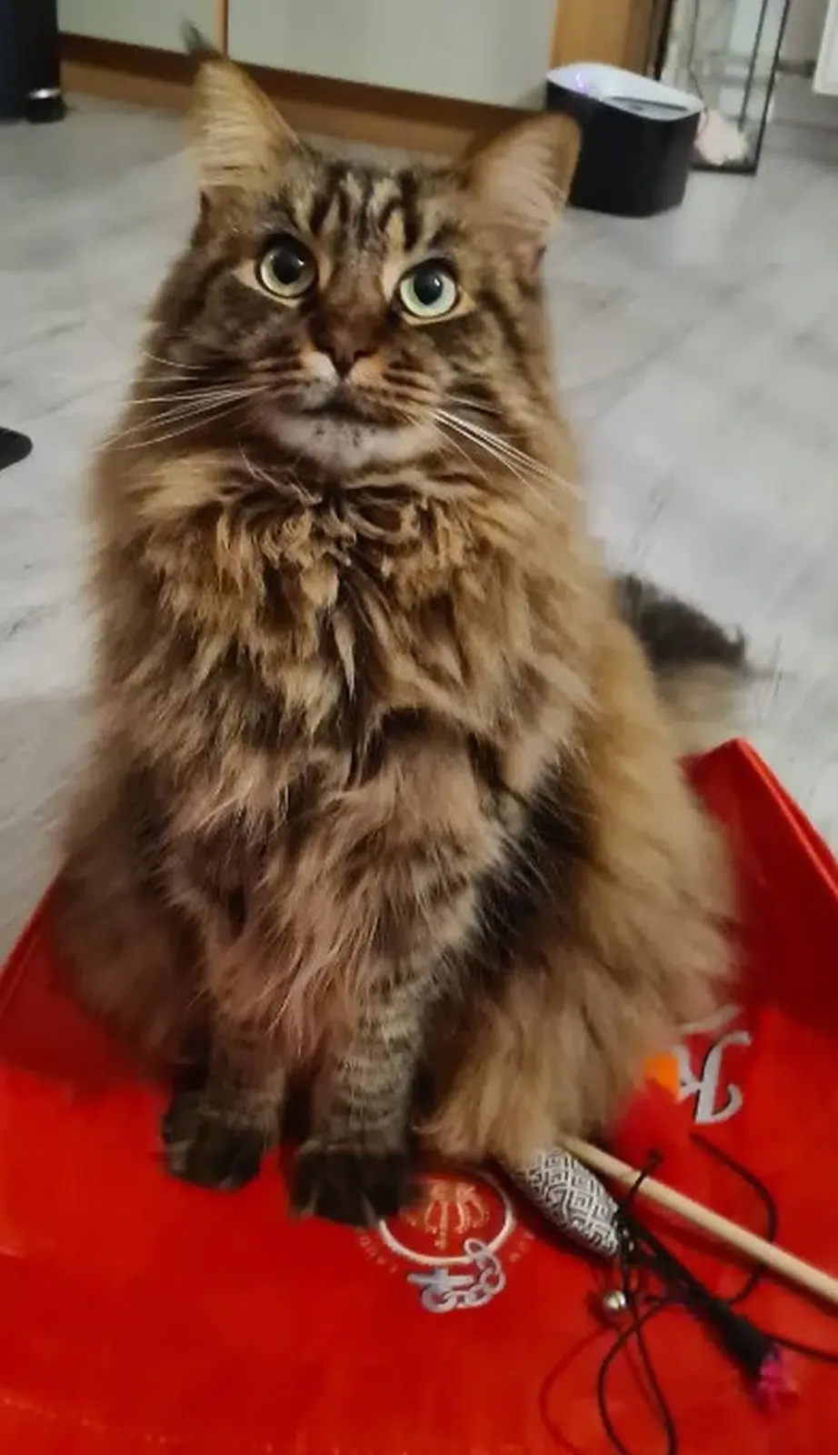 Maine-Coon-Katze sitzt auf dem Boden auf einer roten Decke und nascht