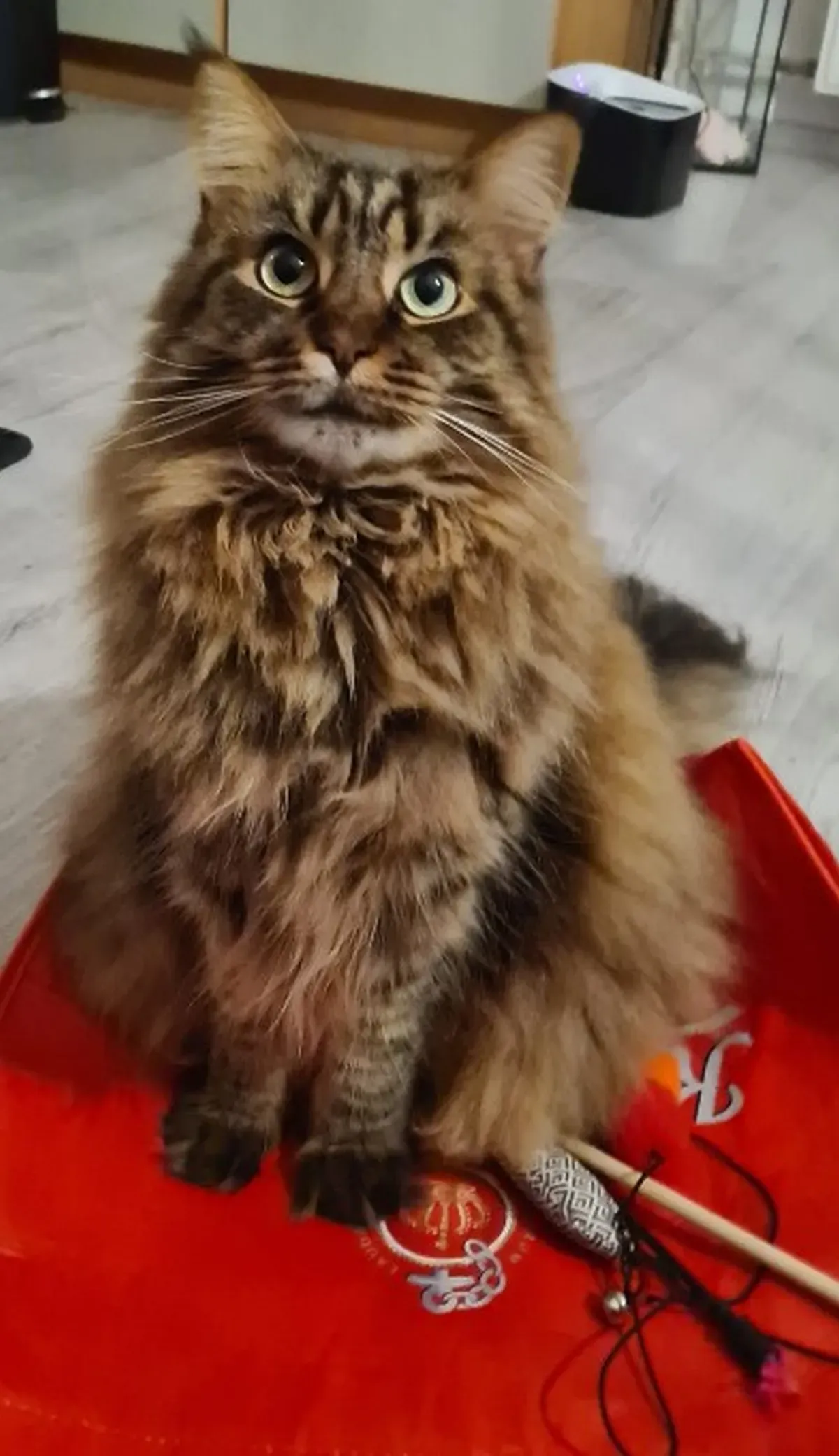 Maine-Coon-Katze sitzt auf dem Boden auf einer roten Decke und nascht