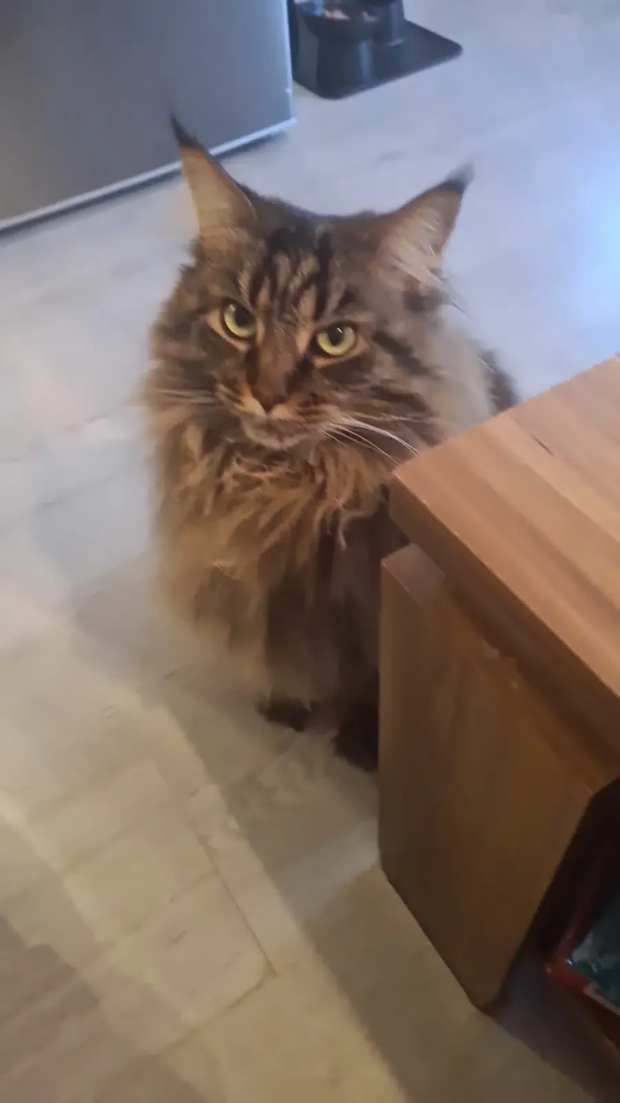 Maine-Coon-Katze sitzt neben dem Tisch und schaut nach oben