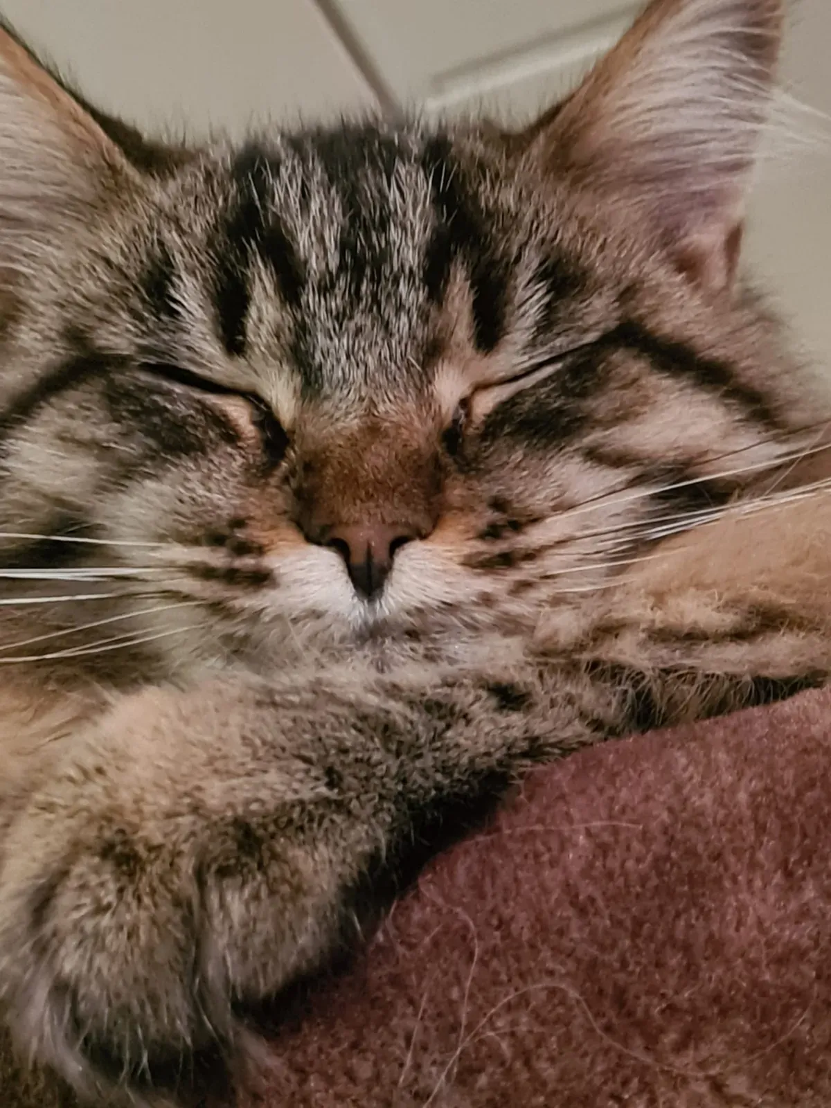 Maine-Coon-Katze schläft an ihrem Lieblingsplatz