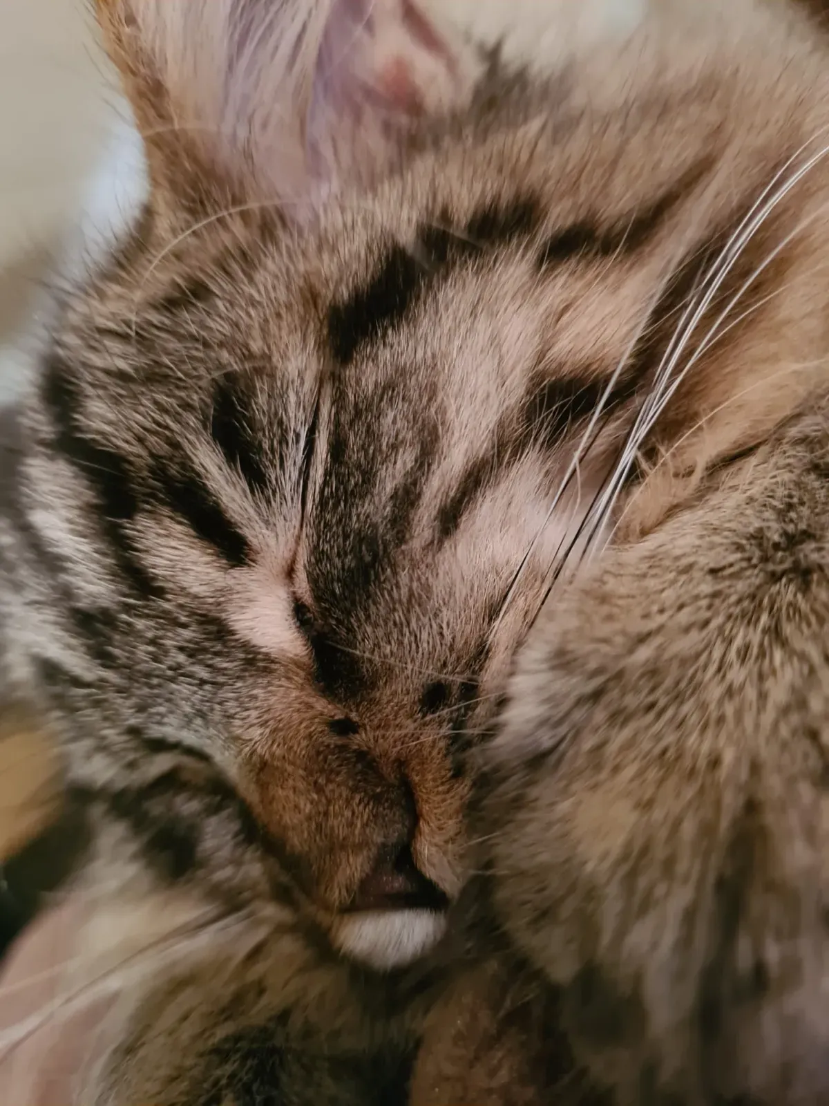 Maine-Coon-Katze schläft tief