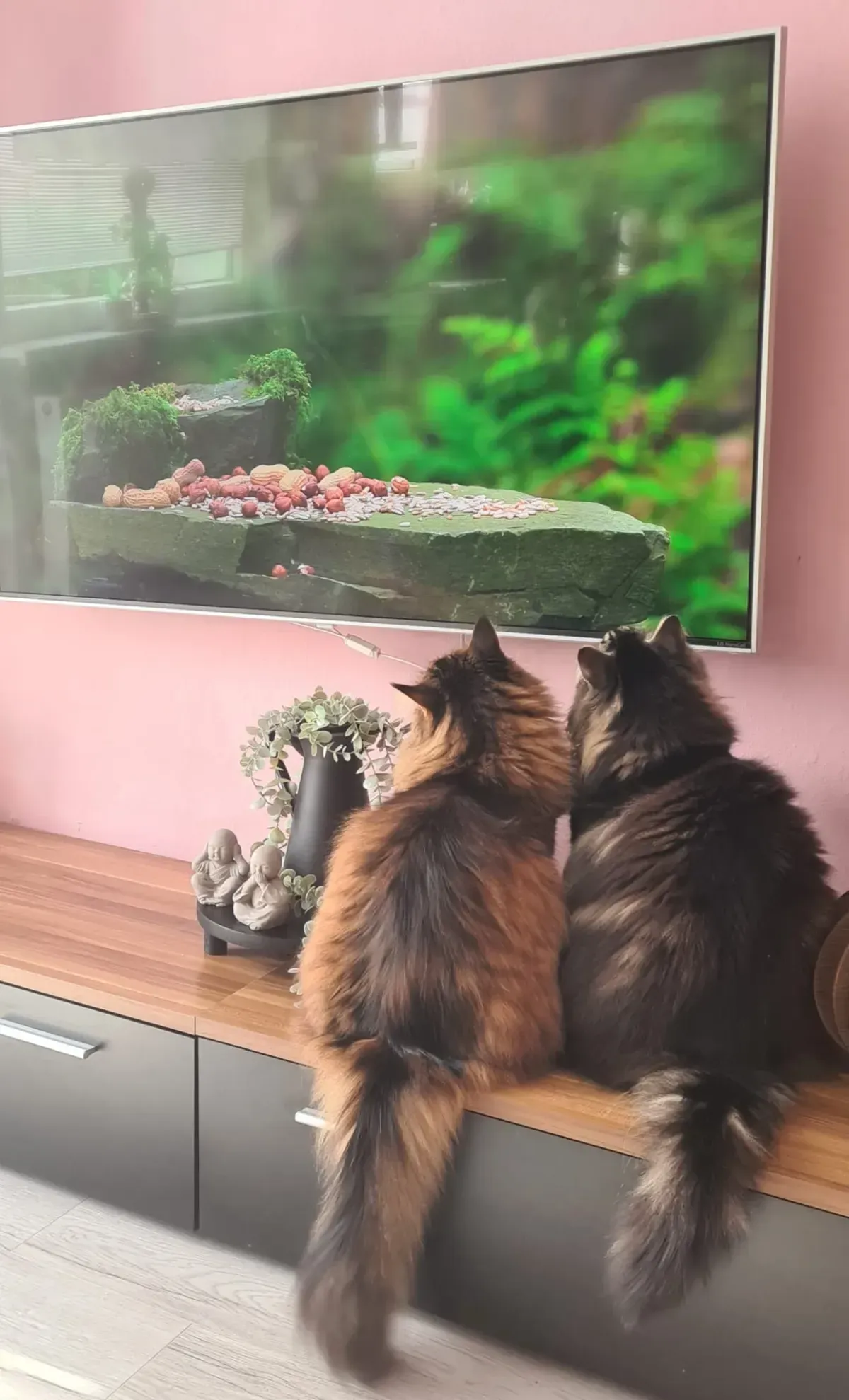 Maine Coon Katzen schauen gemeinsam fern.
