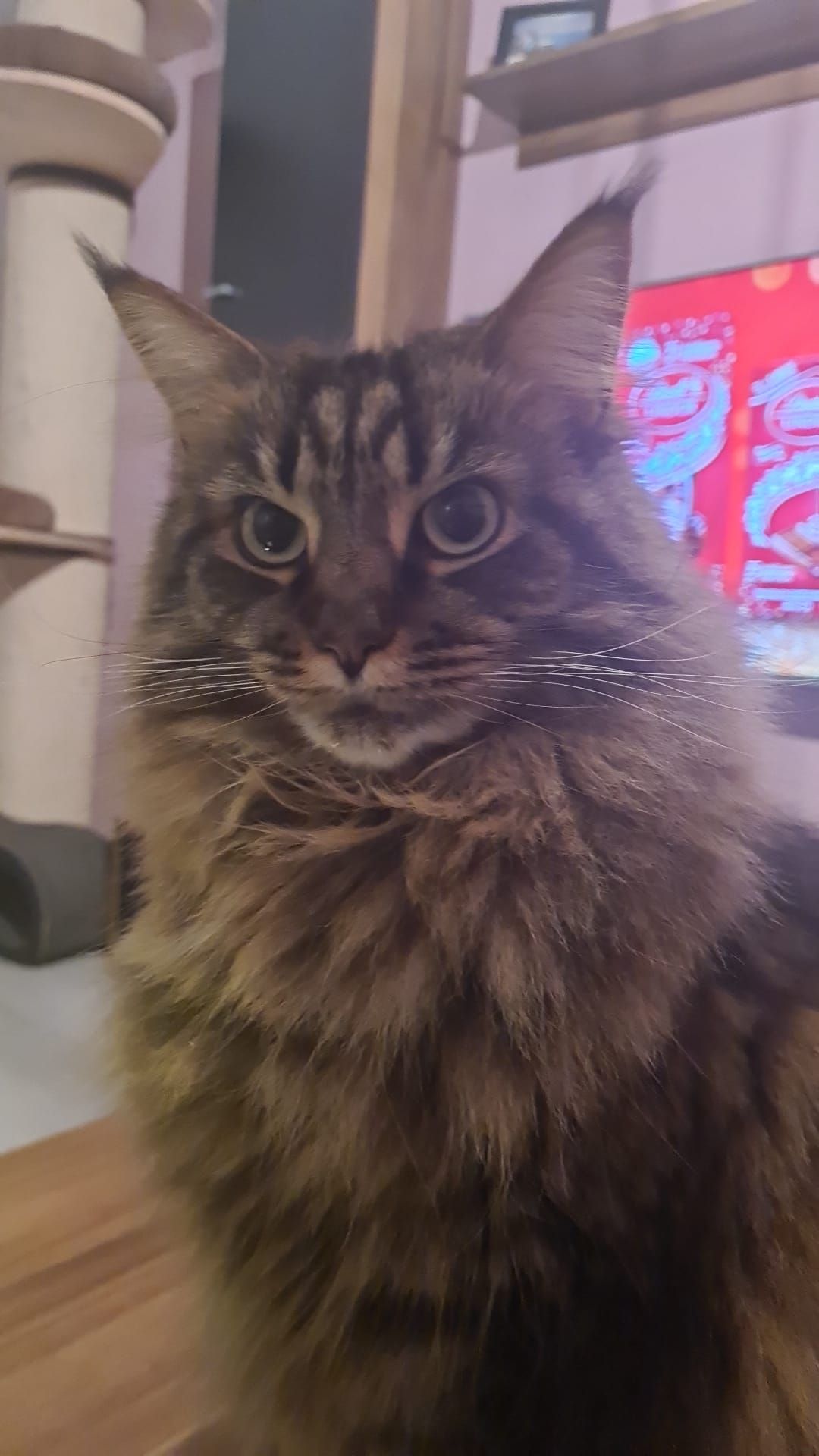 Maine Coon Katze gutes versteck