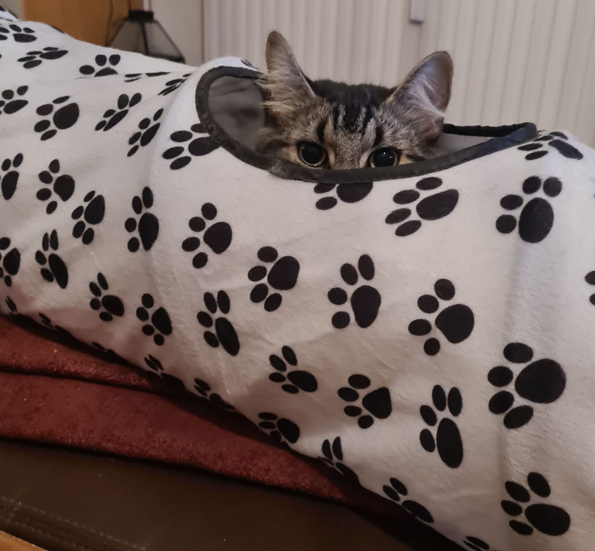 Maine Coon Katze passt auf