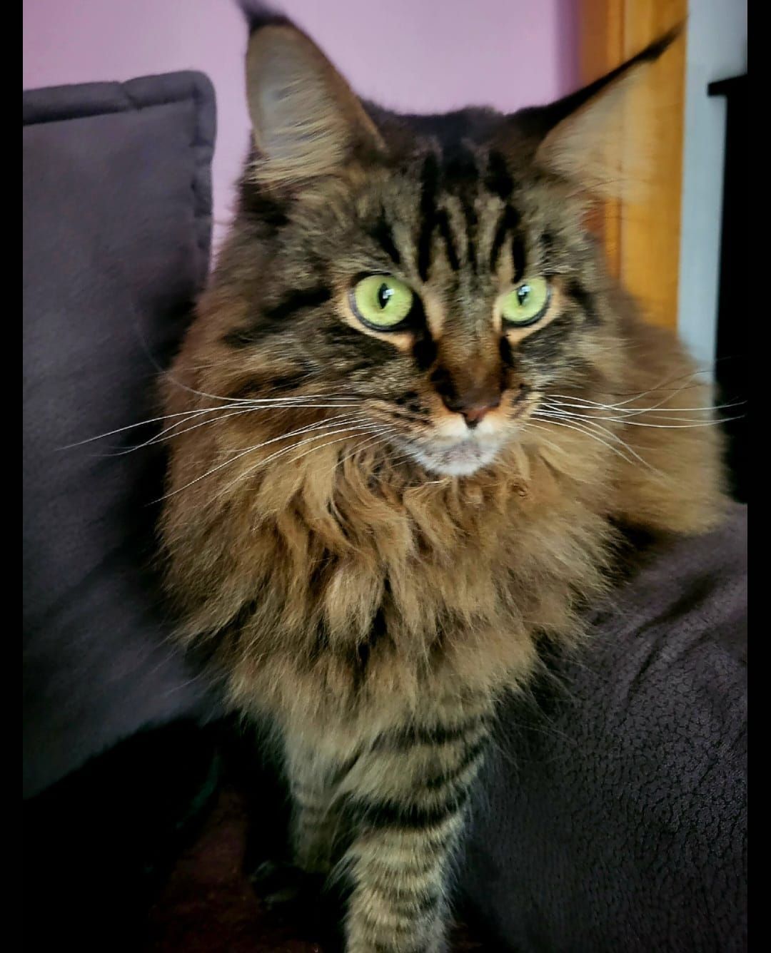 Maine Coon Katze neues Schmuse ecke.