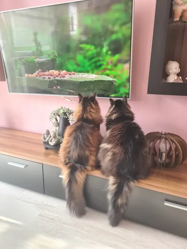 Zwei Maine-Coon-Katzen sitzen vor dem Fernseher und schauen Katzen-TV
