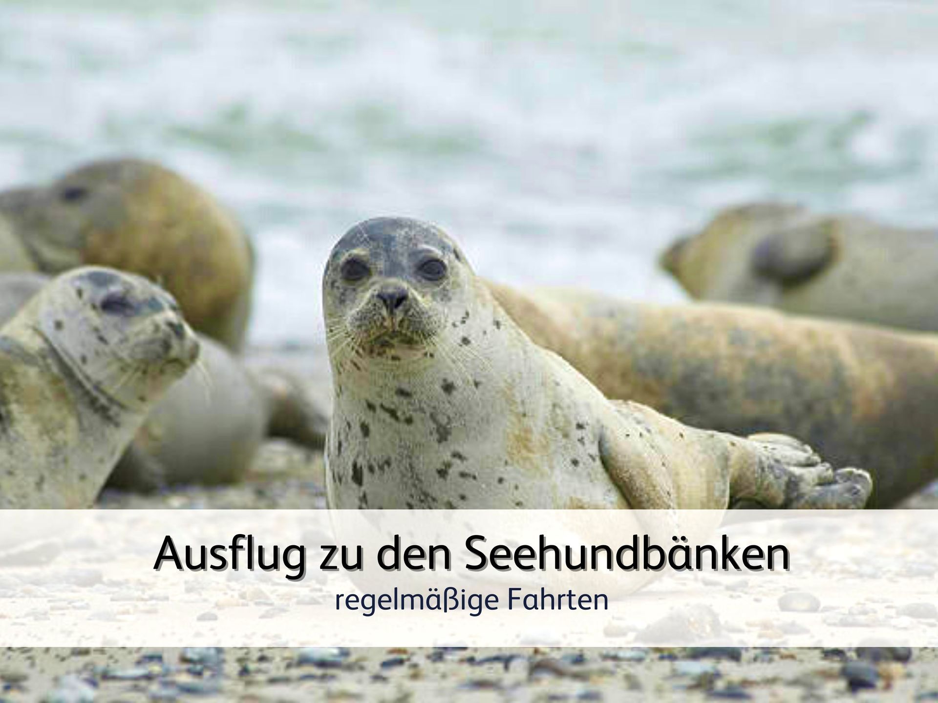 Robben, die auf den Seehundbänken in der Nähe von Bensersiel entspannen