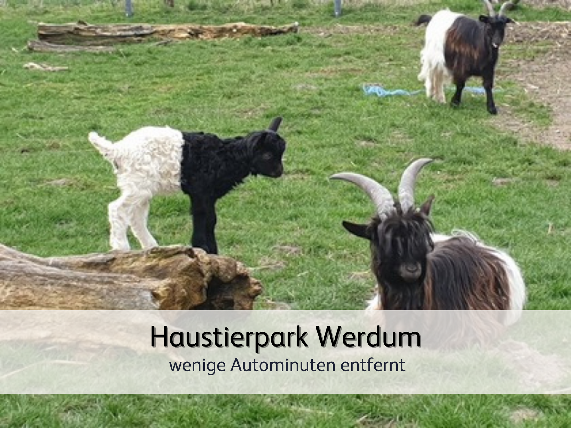 Ziegen und andere flauschige Tiere im Haustierpark Werdum