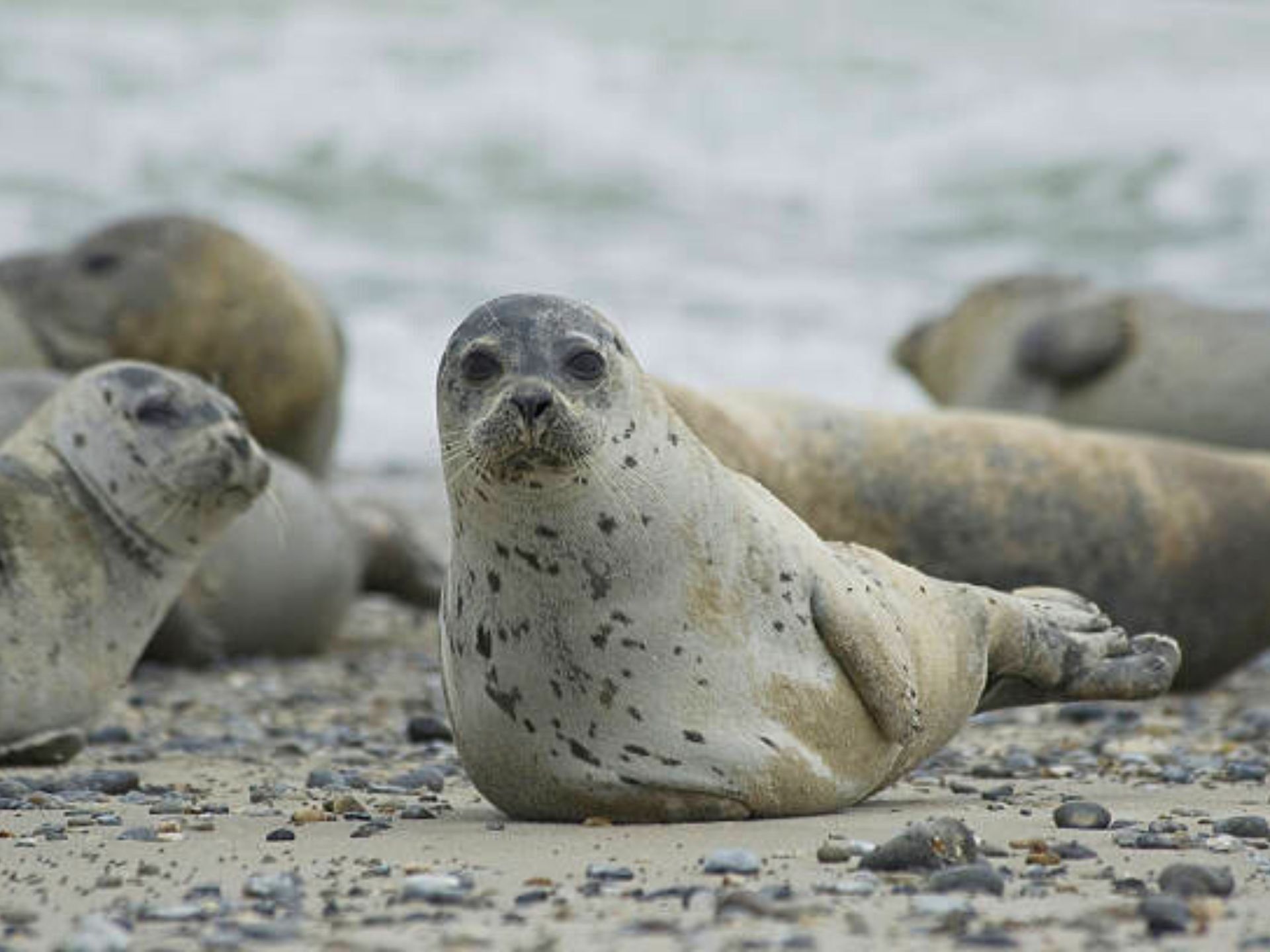 Seehunde ganz nah erleben