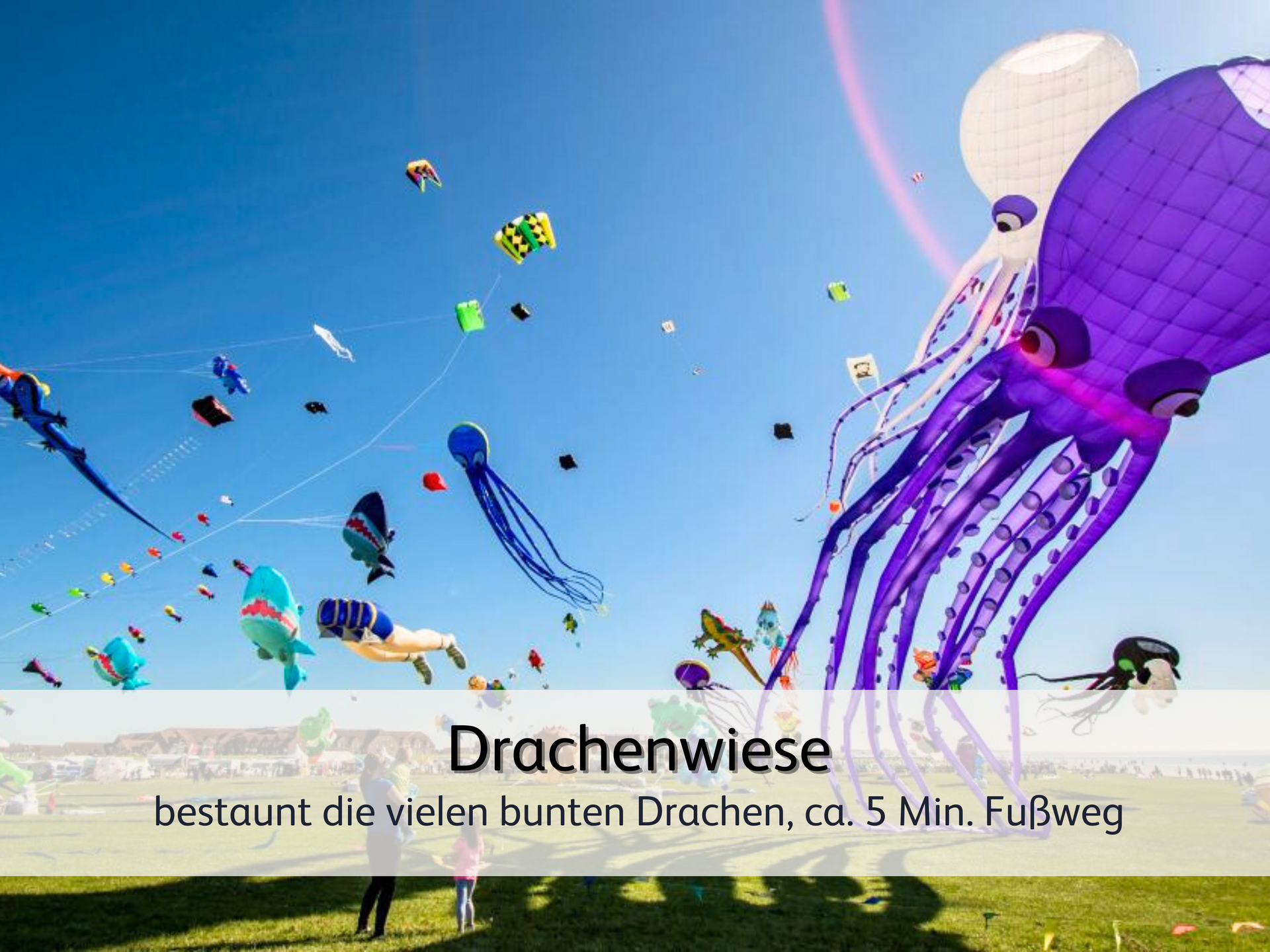 Riesige Drachen, die sich im Wind in Norddeich bewegen. Im Vordergrund befindet sich ein Drache in der Form einer riesigen lila Krake 