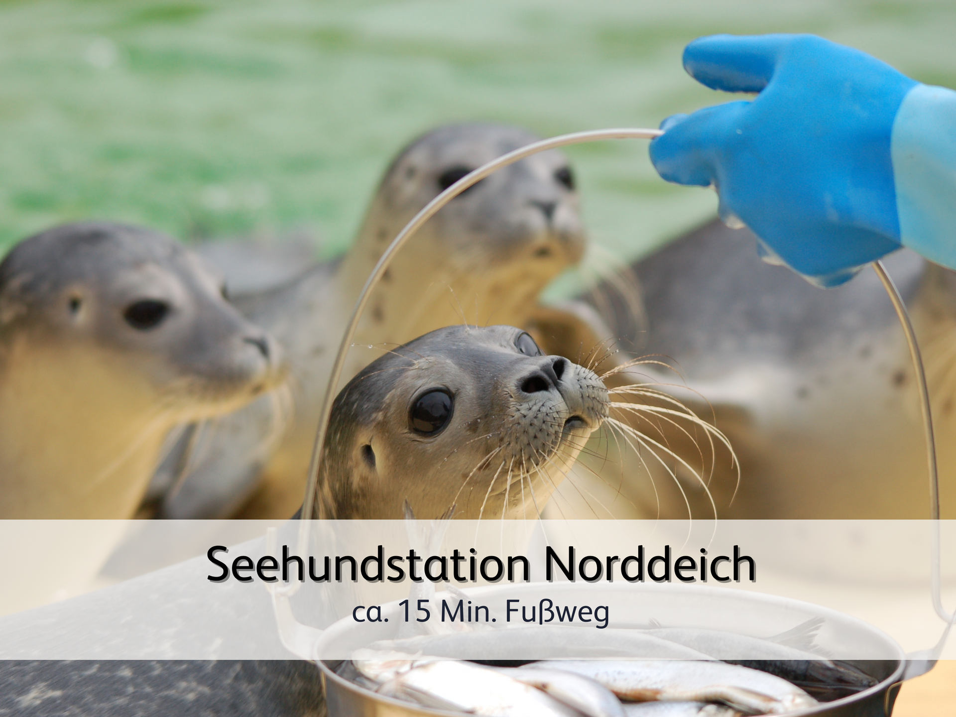 Seehunde in der Seehund-Aufzuchtstation in Norddeich, die auf Ihr Frühstück warten