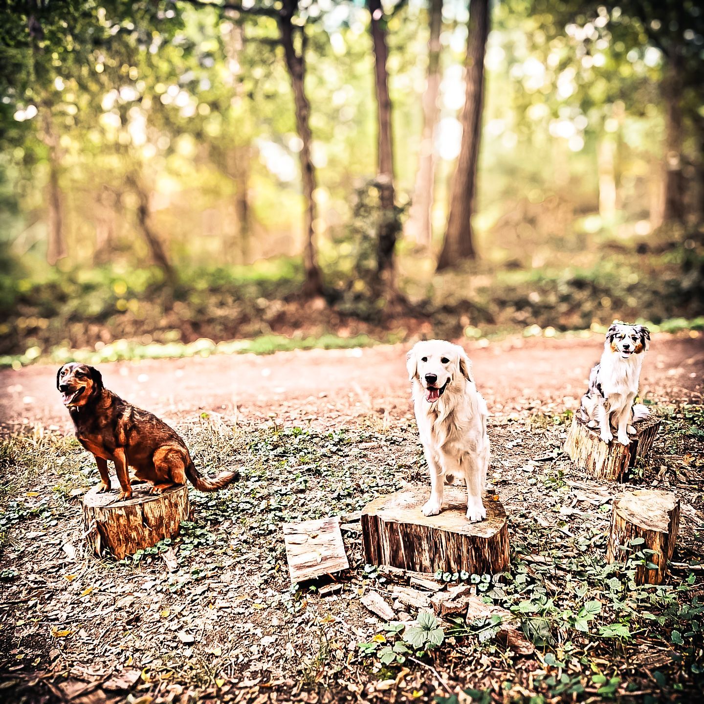 Drei Hunde posieren auf Baumstümpfen in einem Waldgebiet.