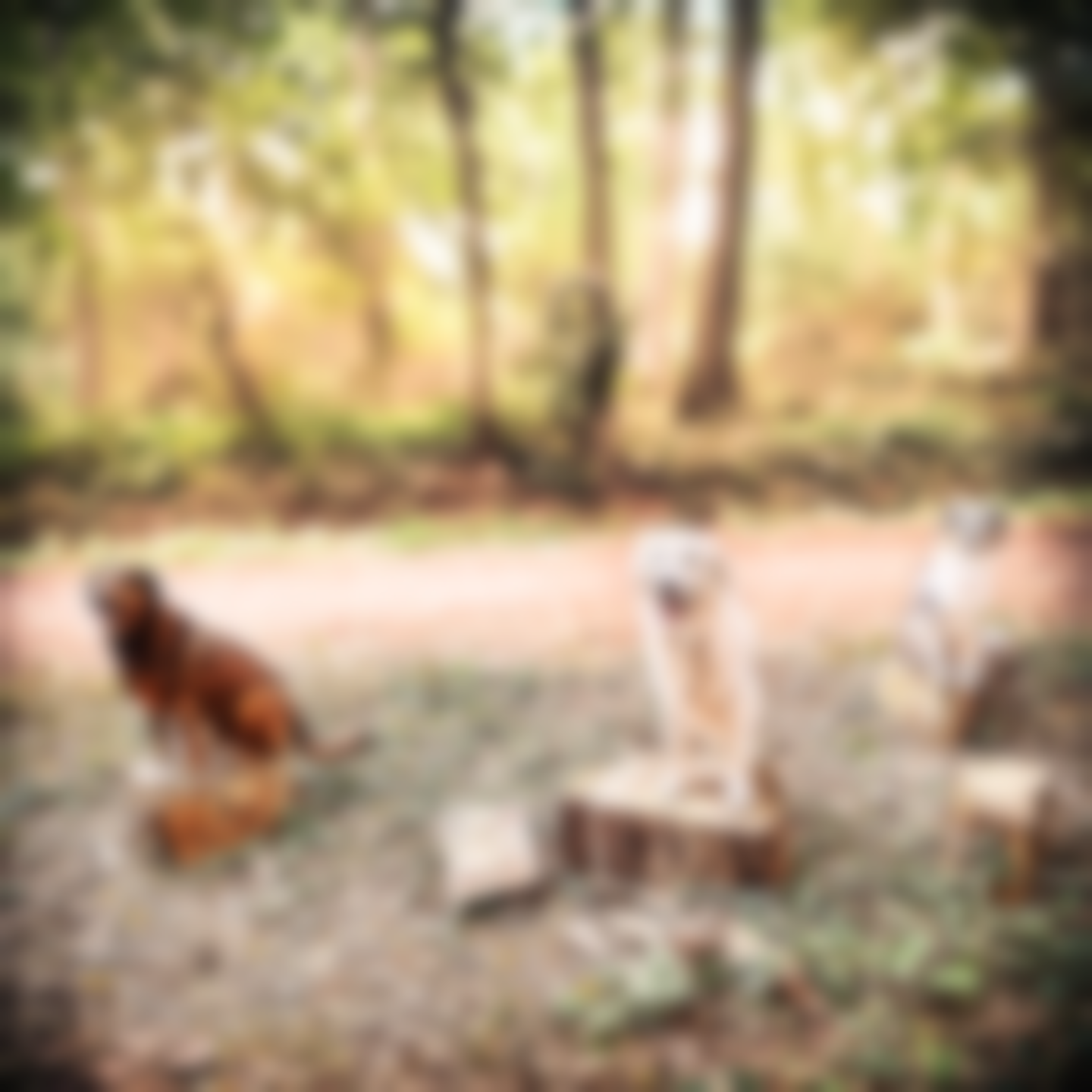 Drei Hunde sitzen auf Baumstümpfen in einem Wald, einer braun, zwei weiß und braun.