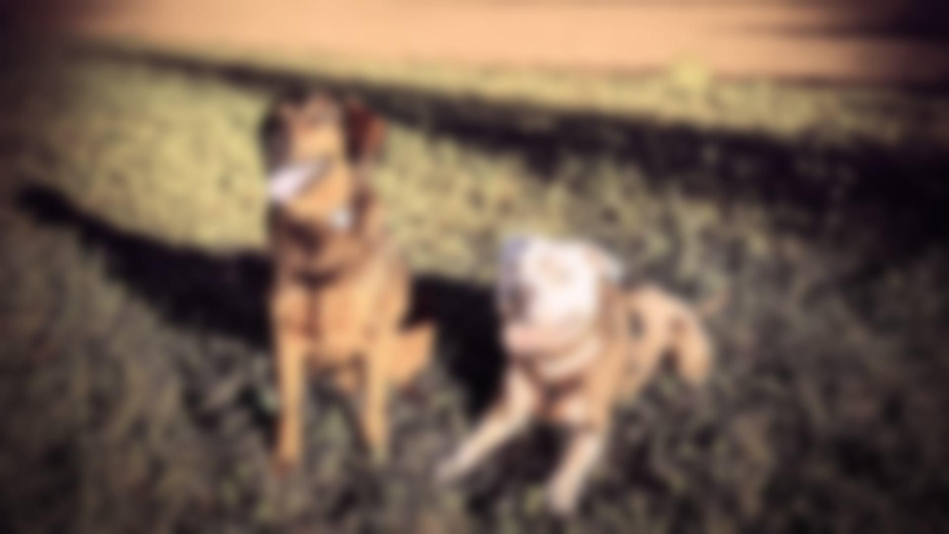 Zwei Hunde sitzen auf grünem Gras. Einer ist braun, der andere beige.