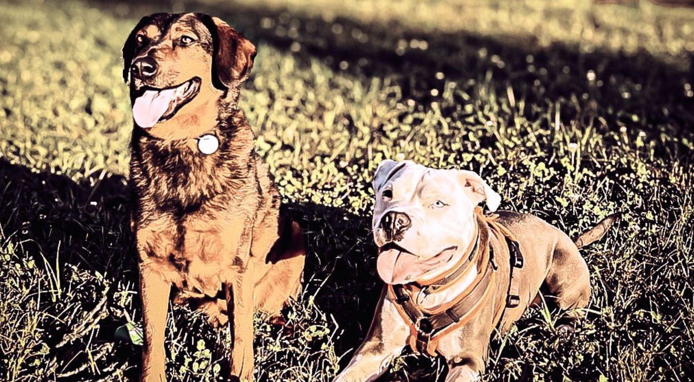 Zwei lächelnde Hunde sitzen im Gras. Der eine ist braun-schwarz, der andere hellbraun und trägt ein Geschirr.