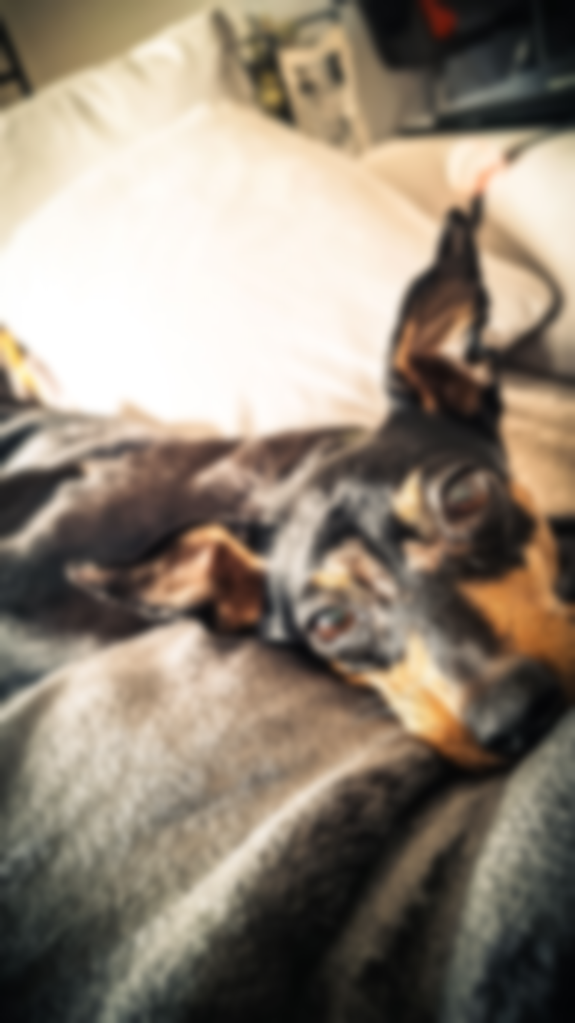 Schwarzer und lohfarbener Hund ruht auf einem Bett und blickt den Betrachter mit entspanntem Ausdruck an.