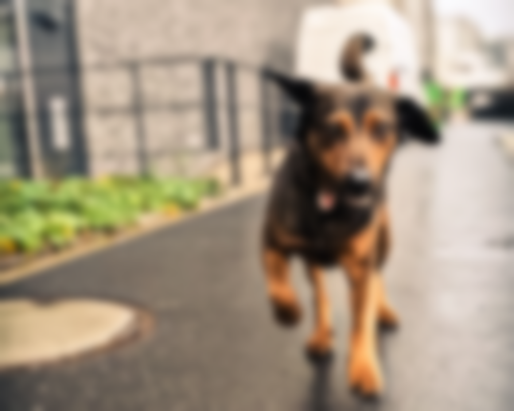 Hund rennt auf nassem Asphalt. Braunes und schwarzes Fell, Ohren aufgestellt, verschwommener Hintergrund.