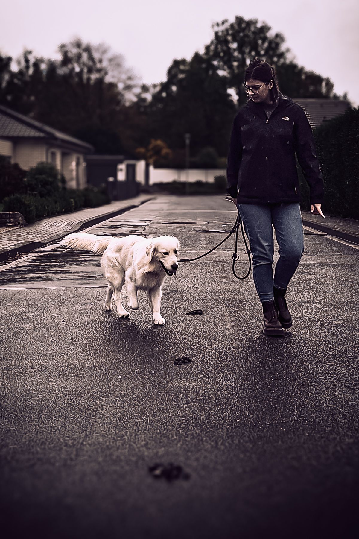 Eine Person führt einen Golden Retriever auf einer nassen, asphaltierten Straße spazieren.