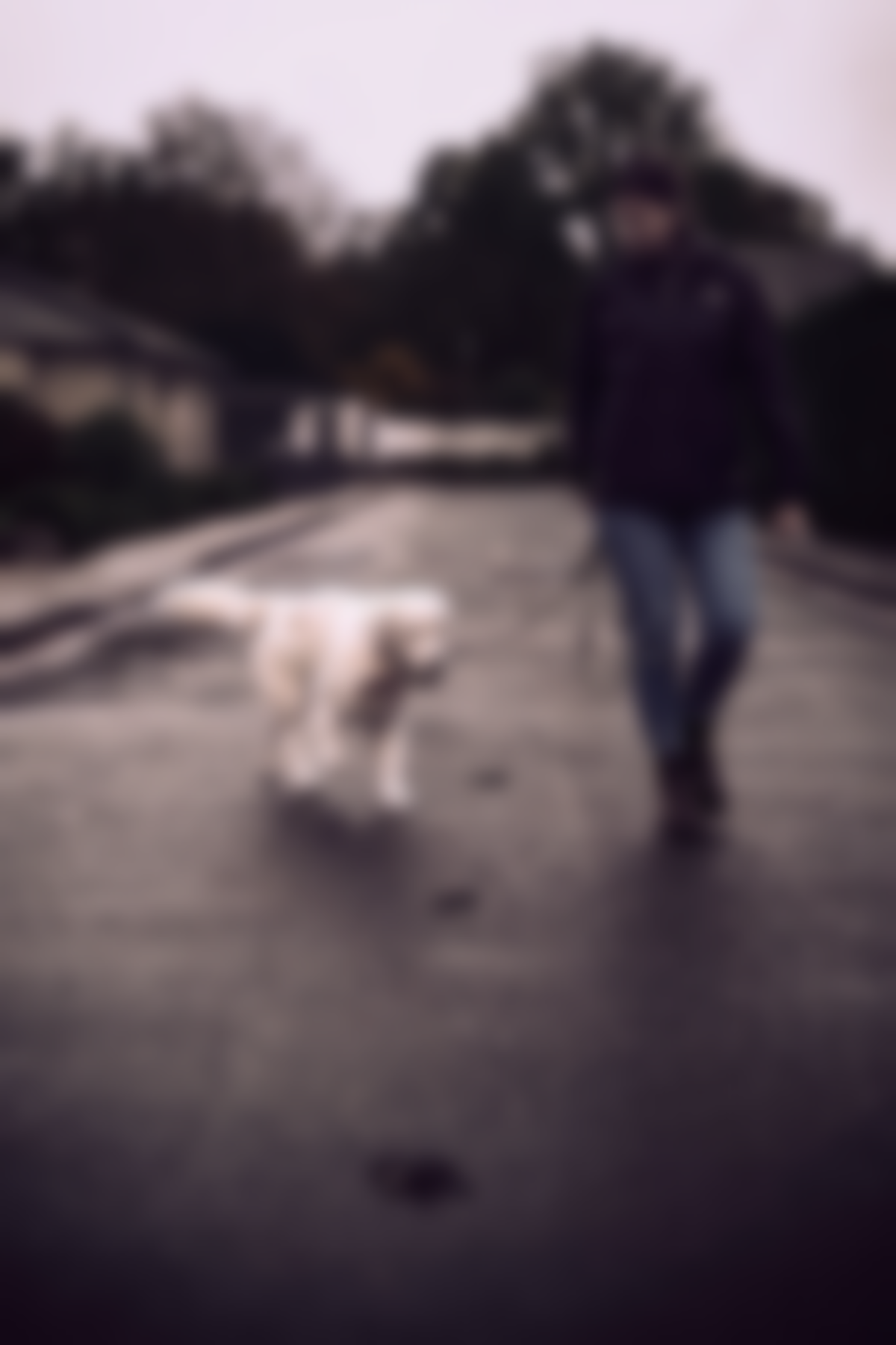 Eine Person führt einen Hund auf einer nassen Straße spazieren. Bewölkter Himmel, gedämpfte Farben.