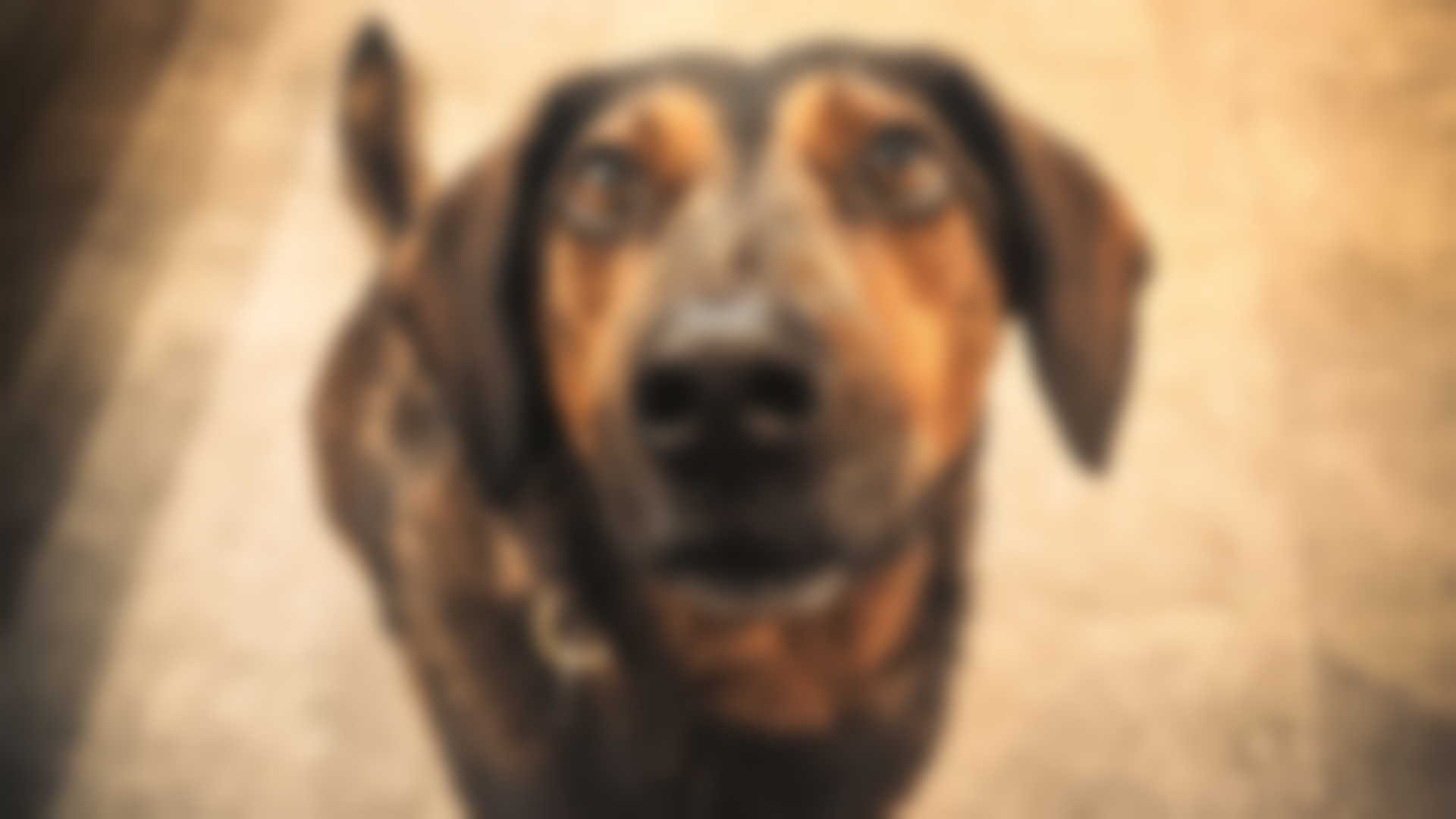 Hund mit braun-schwarzem Fell, der nach oben schaut.