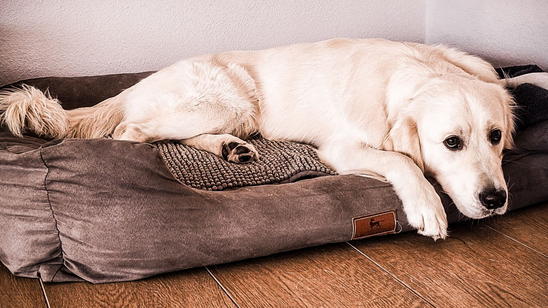 Ein Golden Retriever ruht mit müdem Gesichtsausdruck auf einem grauen Hundebett.