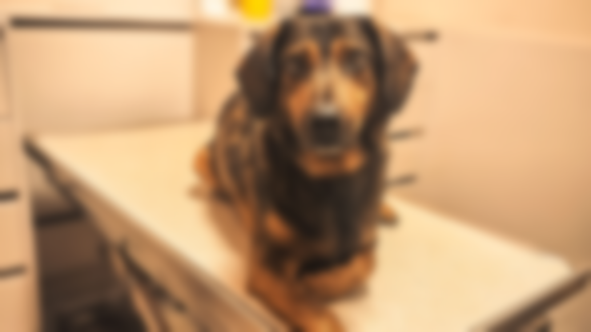 Ein Hund liegt in einer Klinik auf einem weißen Untersuchungstisch.