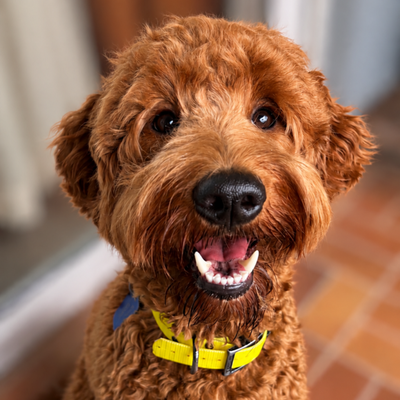 Doodle vom Rosengarten, Labradoodle, Goldendoodle, Züchter, Hundezüchter, Hessen, Welpe, Welpen, Zucht