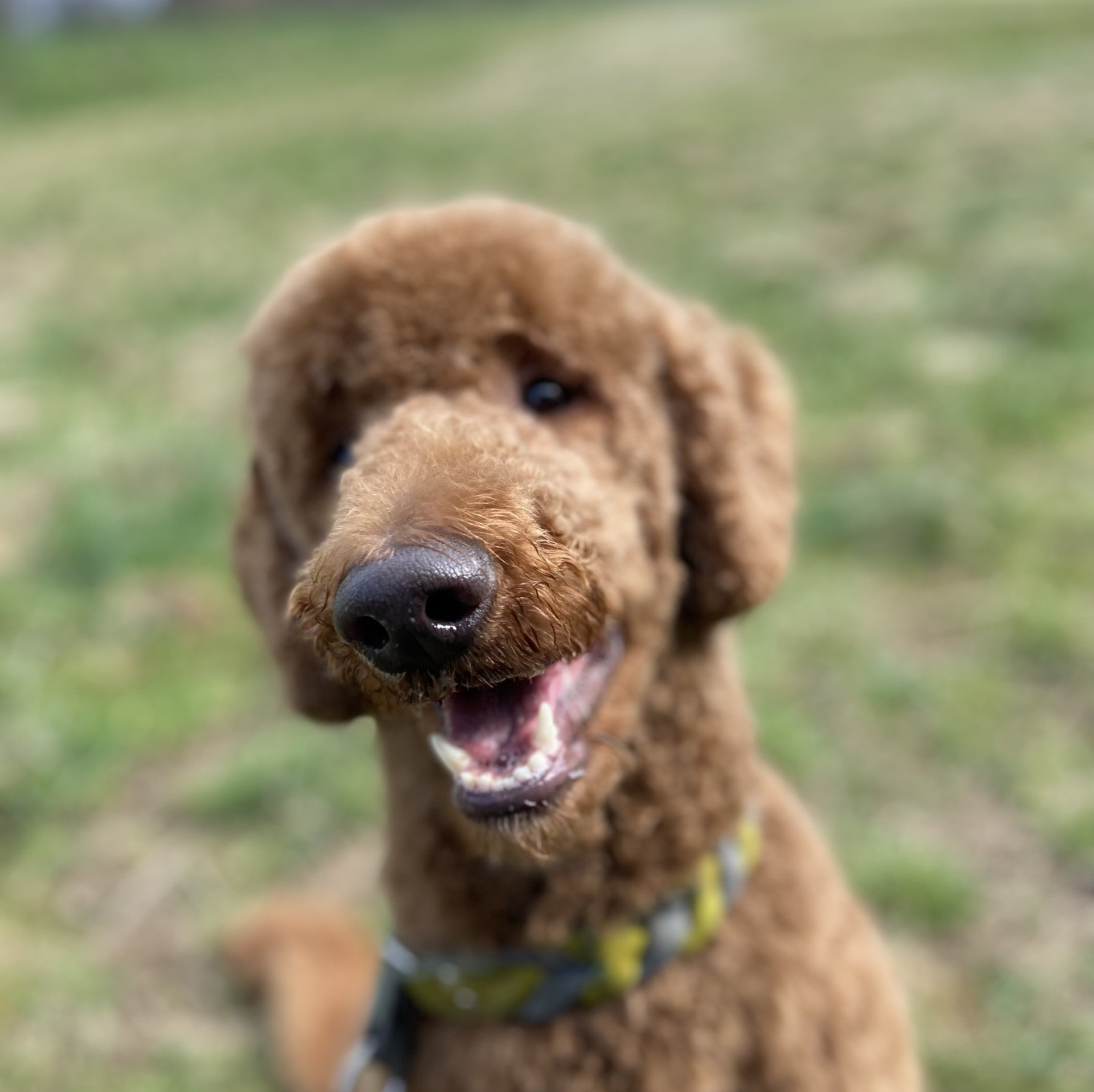 Wonderful Orlando Blume, Deckrüde, Spiegler, Königspudel, Hessen, Germany, Apricot, Doodle, Zucht, Rüde, Goldendoodle, Labradoodle