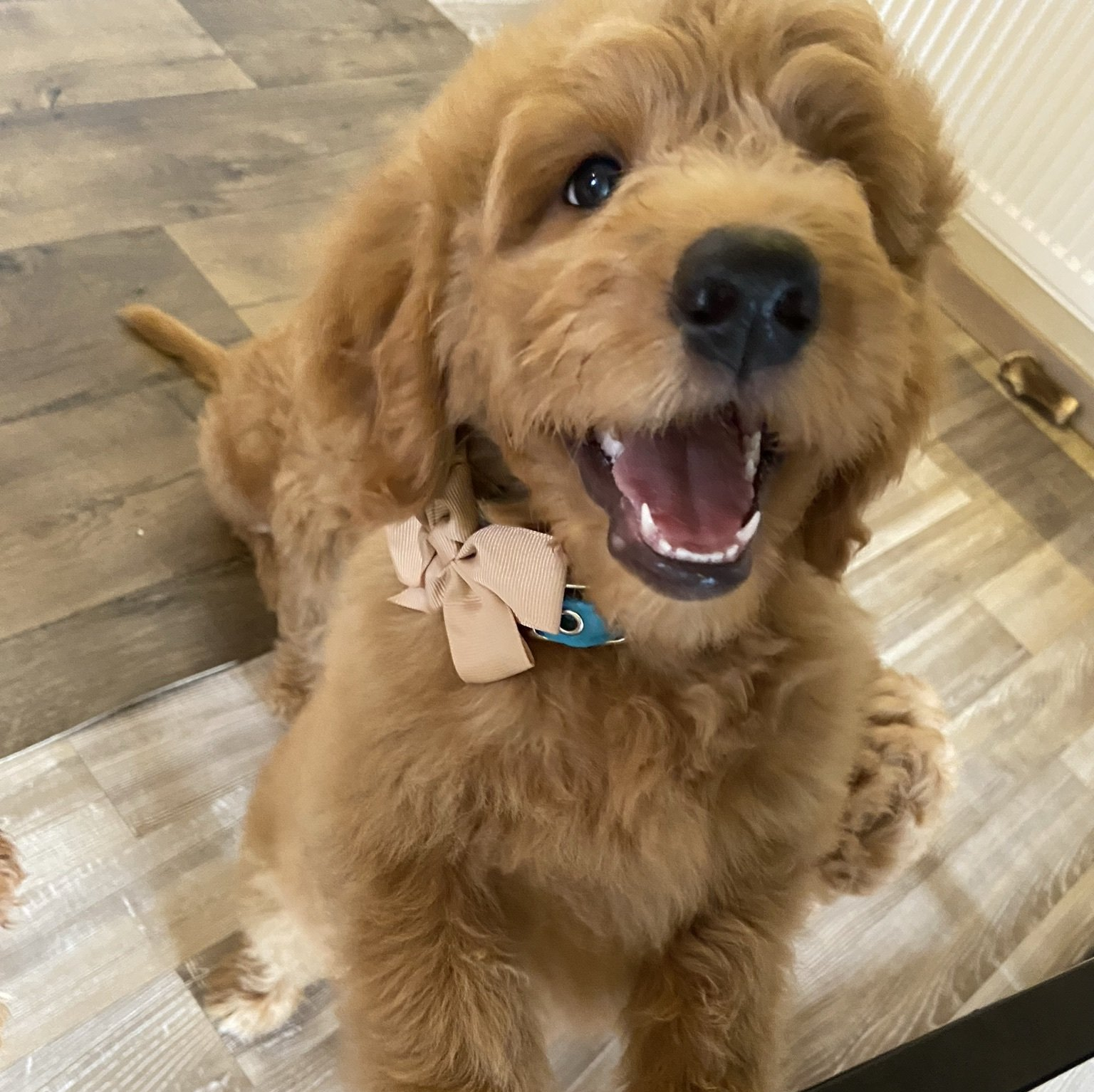 Doodle vom Rosengarten, Labradoodle, Goldendoodle, Züchter, Hundezüchter, Hessen, Katinka Spiegler