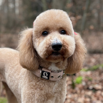 Doodle vom Rosengarten, Labradoodle, Goldendoodle, Züchter, Hundezüchter, Hessen, Welpe, Welpen, Zucht