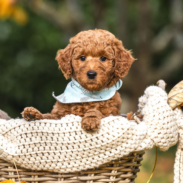 Doodle vom Rosengarten, Labradoodle, Goldendoodle, Züchter, Hundezüchter, Hessen, Katinka Spiegler, Doodle, Hund, Zucht