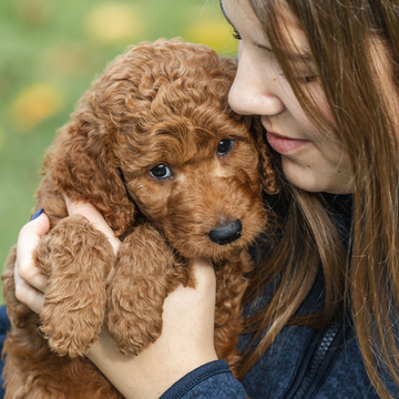 Doodle vom Rosengarten, Labradoodle, Goldendoodle, Züchter, Hundezüchter, Hessen, Welpe, Welpen, Zucht