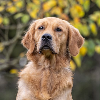 Doodle vom Rosengarten, Labradoodle, Goldendoodle, Züchter, Hundezüchter, Hessen, Welpe, Welpen, Zucht