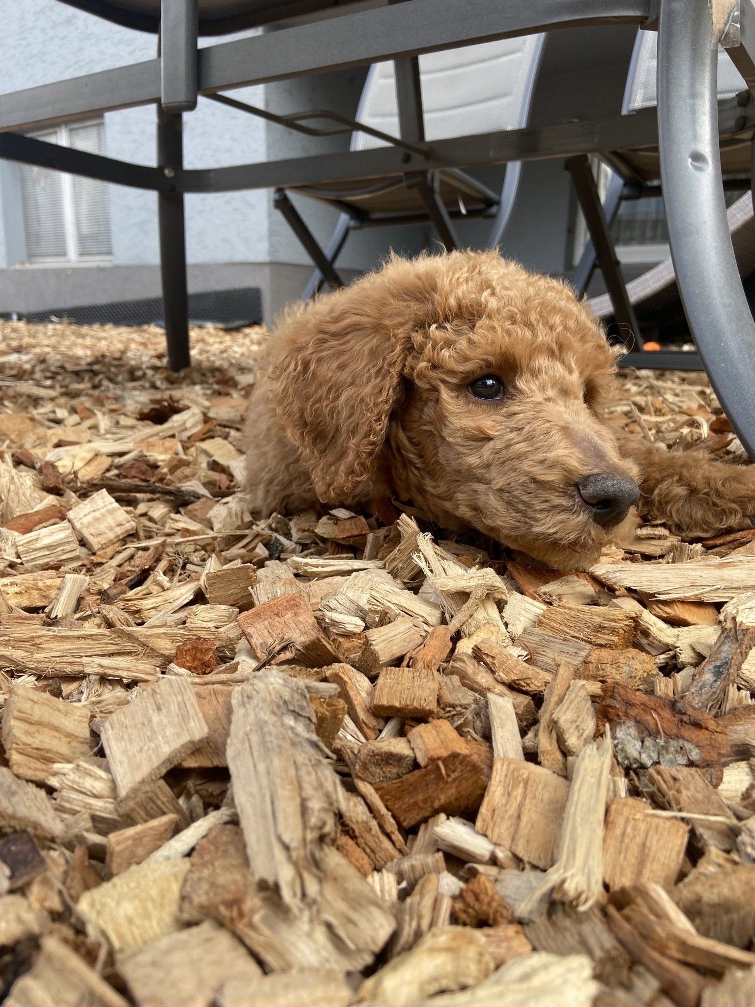 Wonderful Orlando Blume, Deckrüde, Spiegler, Königspudel, Hessen, Germany, Apricot, Doodle, Zucht, Rüde, Goldendoodle, Labradoodle