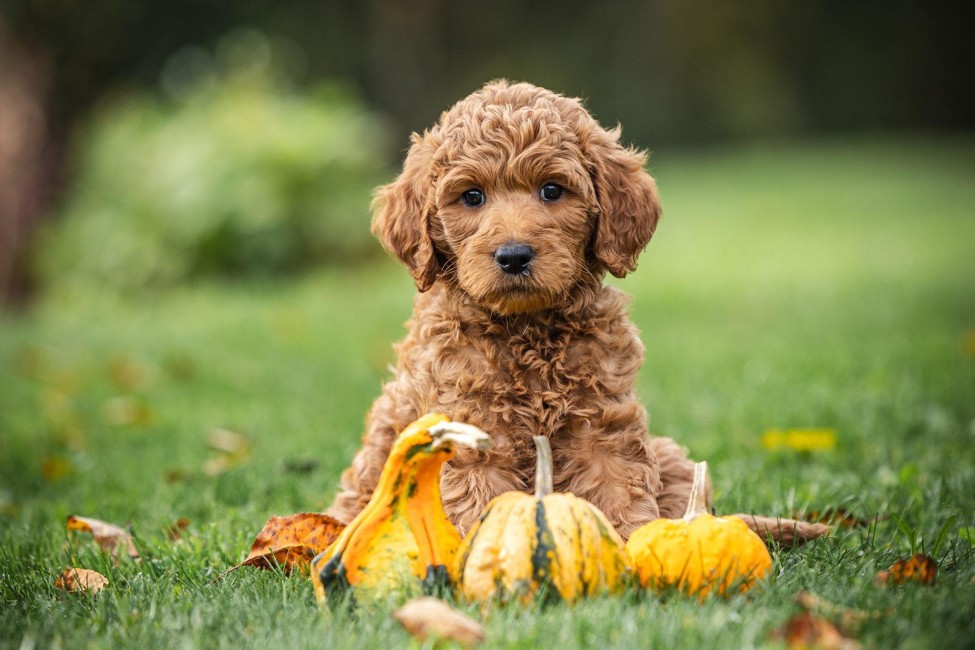 Doodle vom Rosengarten, Labradoodle, Goldendoodle, Züchter, Hundezüchter, Hessen, Welpe, Welpen, Zucht