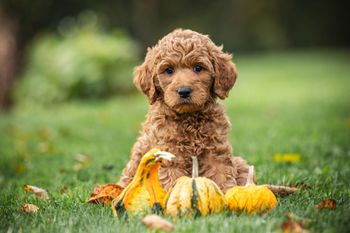 Doodle vom Rosengarten, Labradoodle, Goldendoodle, Züchter, Hundezüchter, Hessen, Welpe, Welpen, Zucht