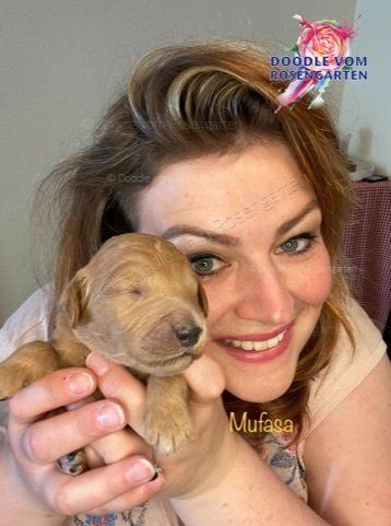 Doodle vom Rosengarten, Labradoodle, Goldendoodle, Züchter, Hundezüchter, Hessen, Katinka Spiegler